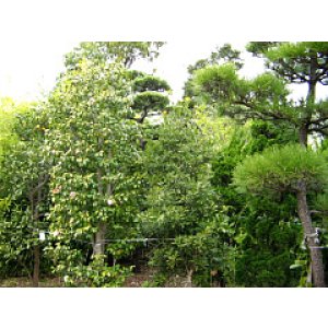 画像: 庭木の剪定と芝刈り